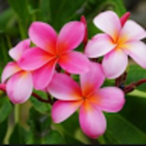 Meet your Posher, Summer